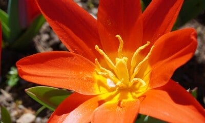 floare